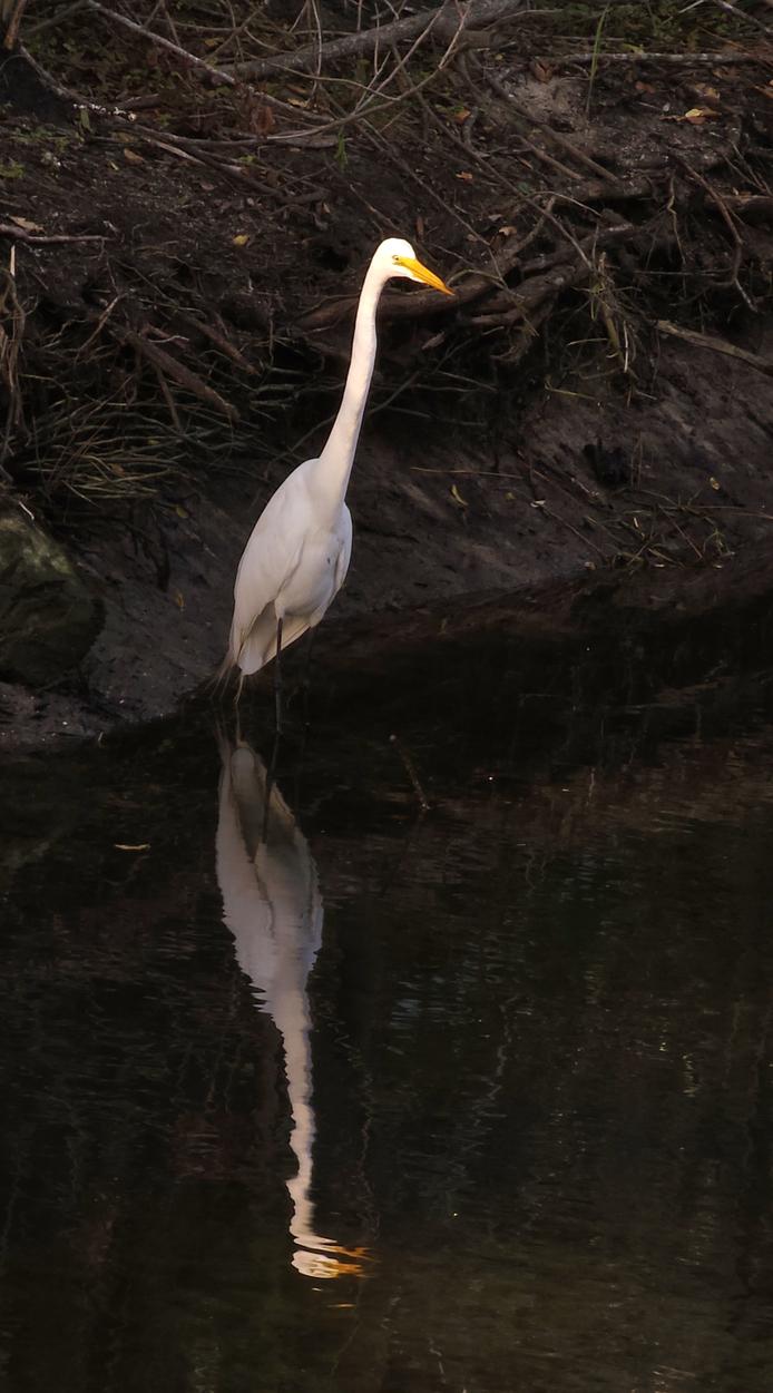 Snowy Egret