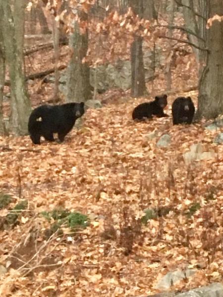 Some of the neighbors, from the state park we back up to.