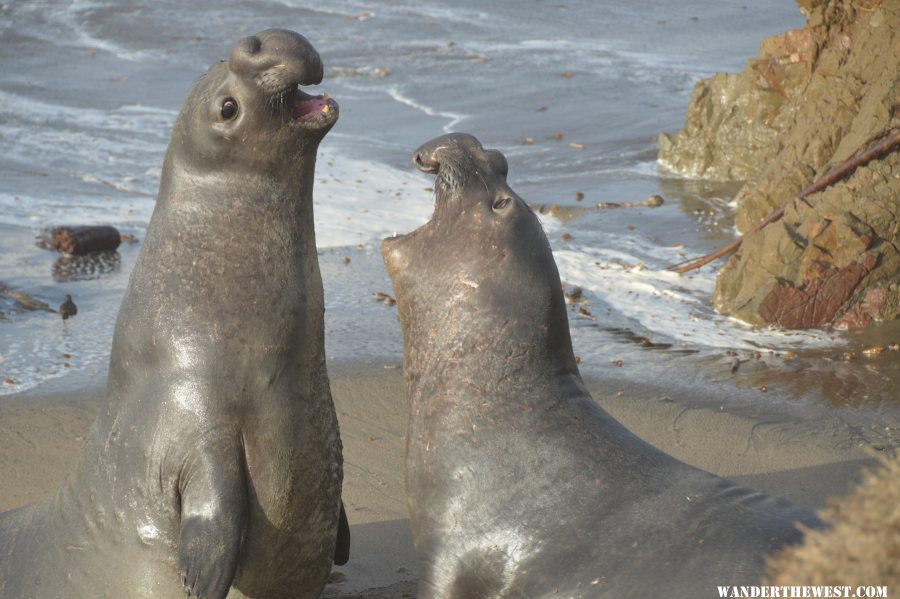 sparring juveniles