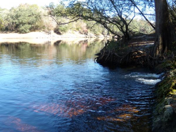 Spring adds to the waters of the Suwannee River