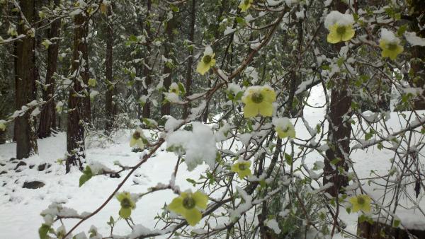 Spring snow on the Dogwood tree.