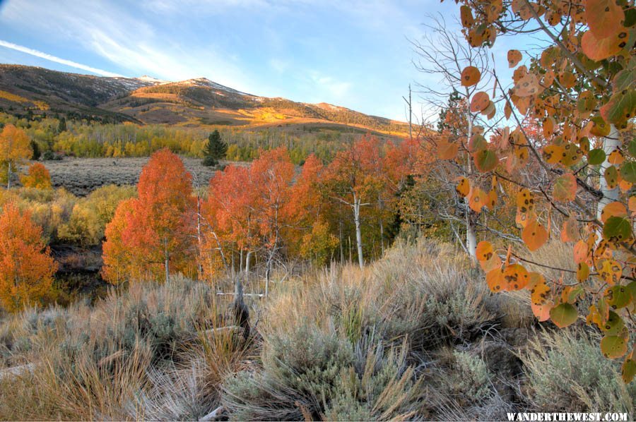 Summer Meadows Dawn Aspen