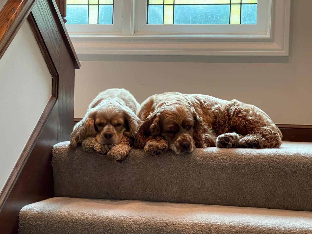 Sunny and Buster Craige, our cocker spaniels