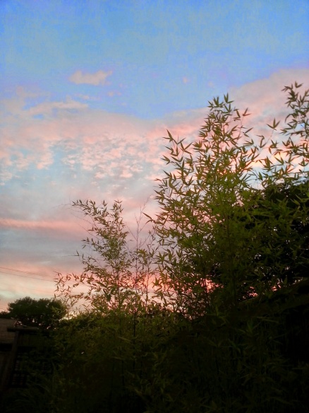 Sunset through the bamboo from our deck at home in Portland, Oregon