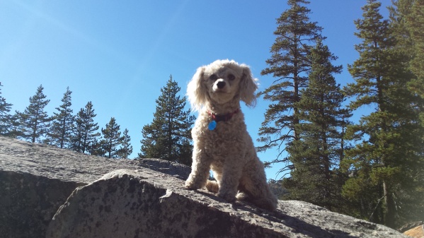 Super Shaggy at Lake Alpine in California 2014