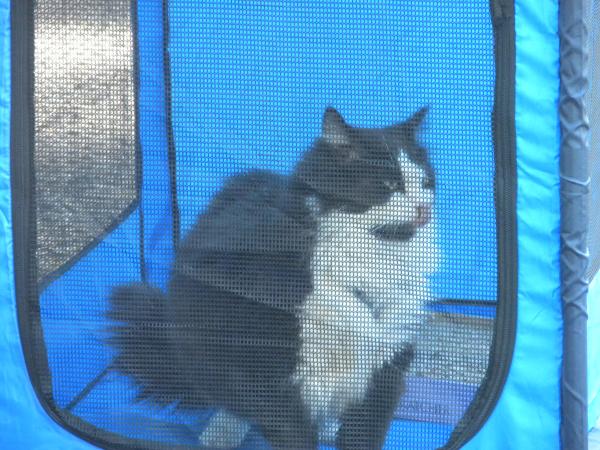 Suzi Cat in her camping tent.