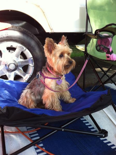 Sydney enjoying her new chair/bed that I got her from CW.