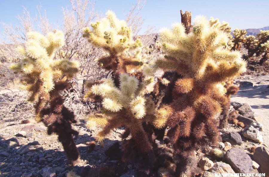 Teddy Bear Cholla