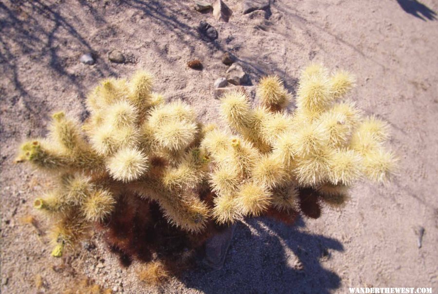 Teddy Bear Cholla