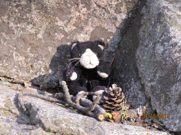 Teddy on rock, Stemwinder.