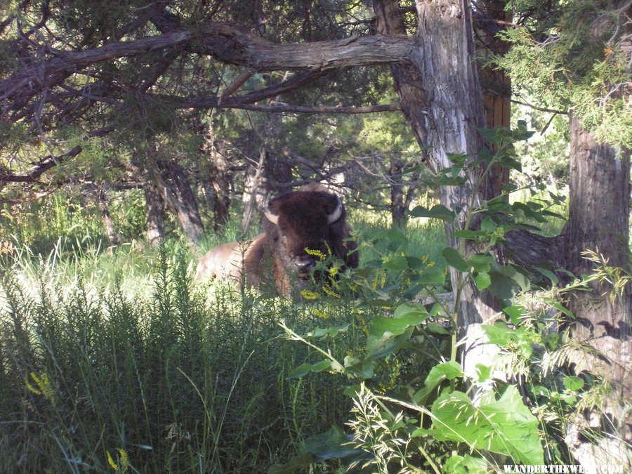 Teddy Roosevelt NP south unit camp ground