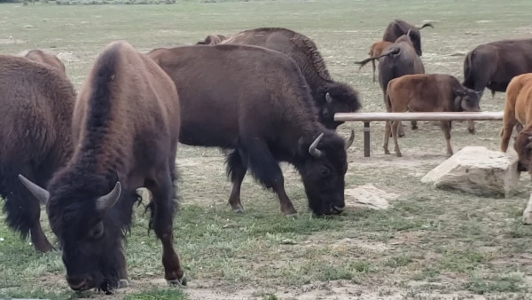 Teddy Roosevelt NP