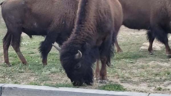 Teddy Roosevelt NP