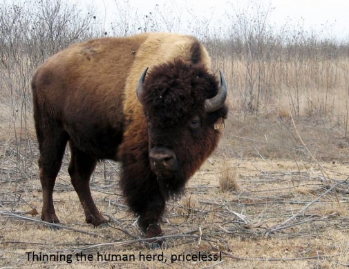 TEXAS BISON HERD 39404831[1]