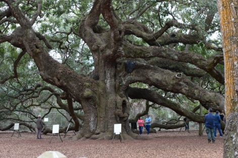 The Angel Oak in Charleston SC