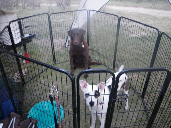 The AWESOME dog pen!  They loved it!