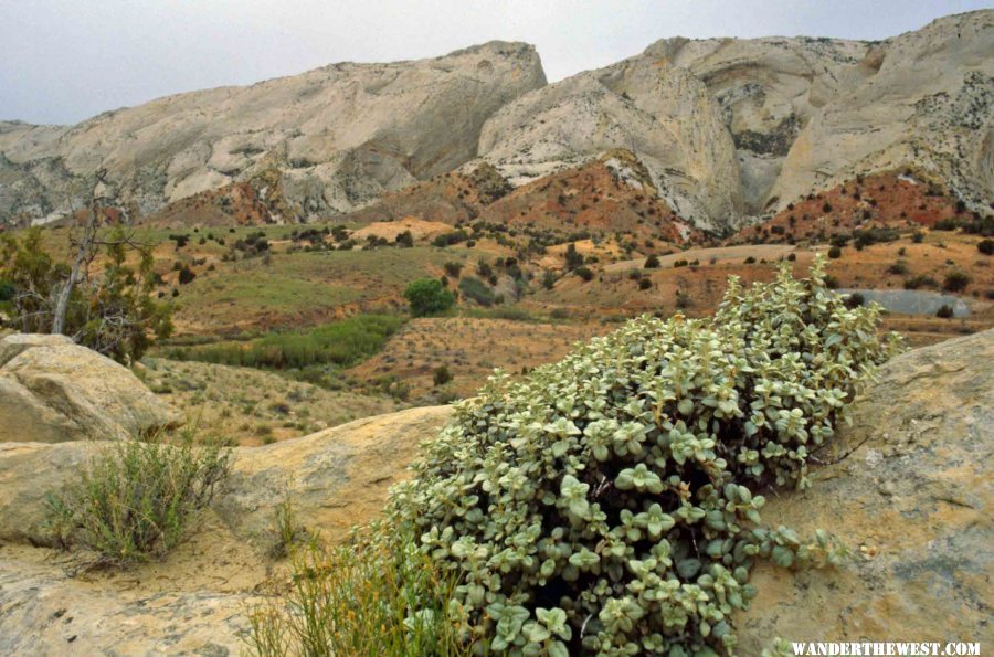 The Burr Trail climbs the reef through the notch