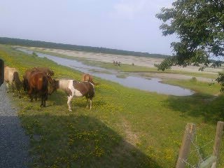 The Chincoteague ponies