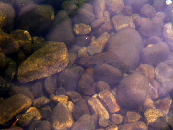 The Clear, Clean water of Lake George, New York