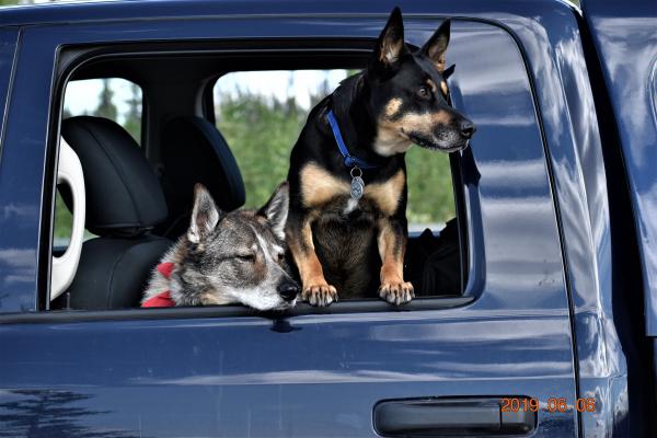 The dogs were as shocked as us humans..."What are you gonna do now dad?"