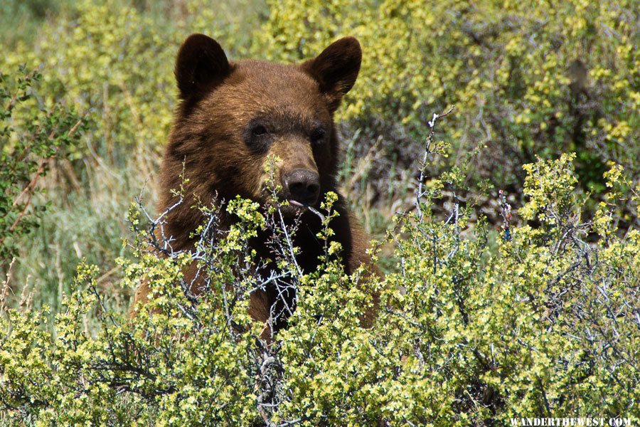 The Heenan Bear