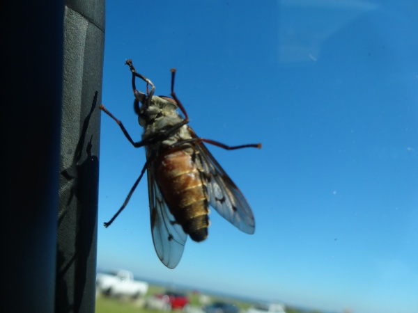 The Horse Flies were everywhere while camping in September 2014