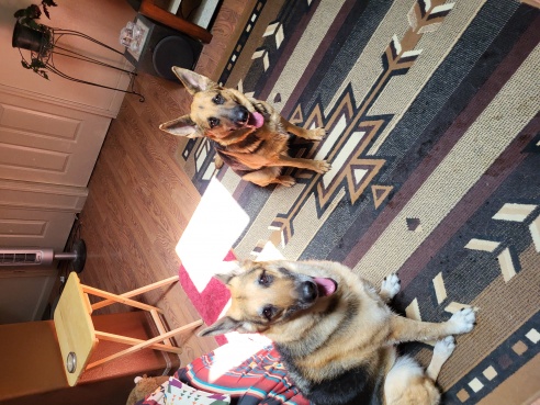 The one on the right is our new family member .Ella, she is a rescue, she is a sweet hart and fits wright in with our family, cant wait to take her ca