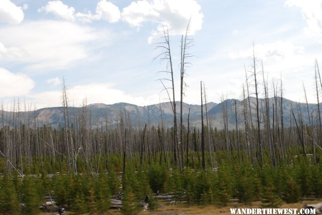 the scar from the Yellowstone fire