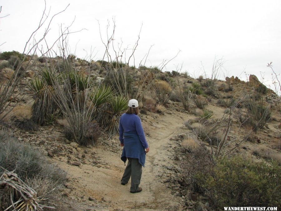 There is a small Ocotillo Patch along the trail.