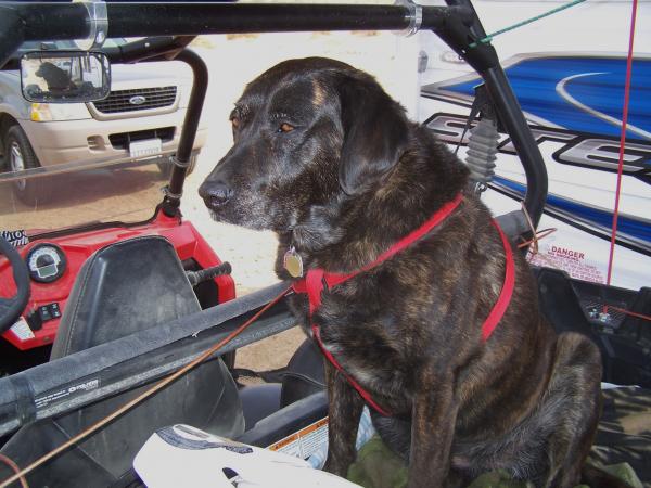 This dog loves to ride.  When the engine starts she is right there.  If you have a RZR and animals riding in the rear box make sure you pad it well fr