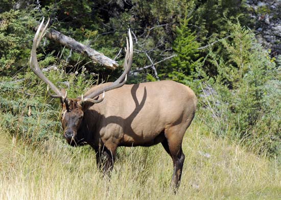 This elk just strolled down the road outside of Banff until he got to the grass he liked. We (and several other vehicles) were about 30 feet away.