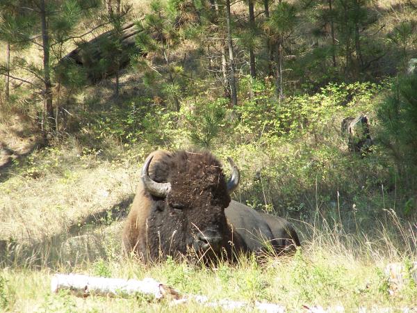 This guy was in Custer State Park and just enjoying the sun about 20 feet from the road