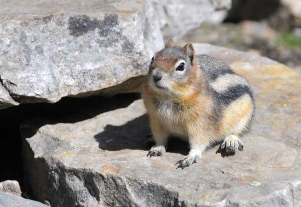 This guy was looking for handouts; there was a restaurant in the chalet and the people eating lunch outdoors often game him snacks.