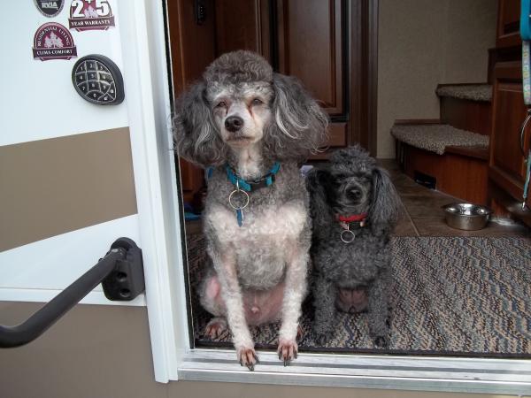 This is JJ and Chica our official door greeters.