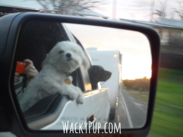 This is one of my favorite pictures of the dogs as we travel down the road. Unfortunately the larger dog passed away this year and we are down to just