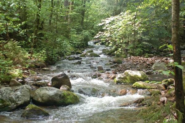 This is site 206 at Lewey Lake, NY