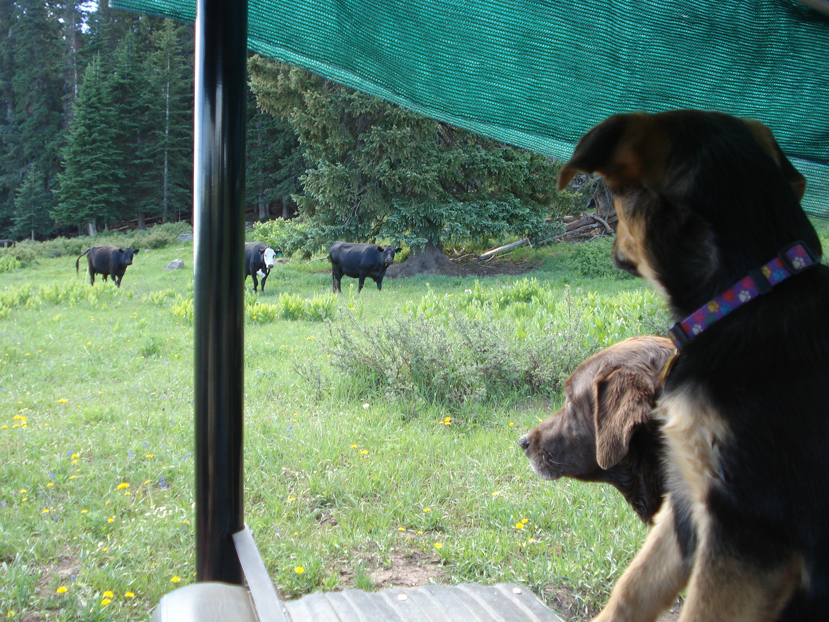 Those are the biggest dogs I've ever seen......