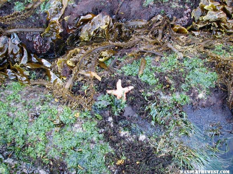 Tide Pool