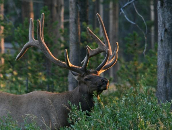 TOO CLOSE: This bull and a side-kick have been hanging around camp for a few weeks. I took the dog out at 5:00 AM and it was dark. With a flashlight I