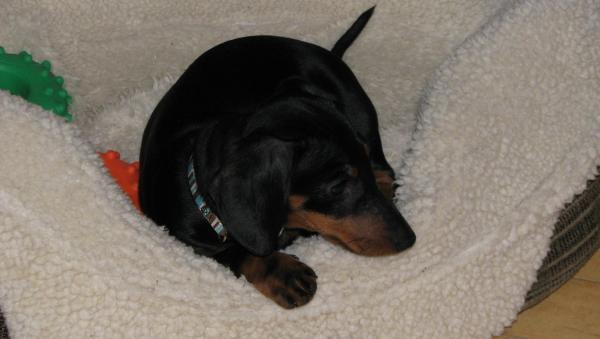 Toulouse our baby Dachshund. Born August 2012.