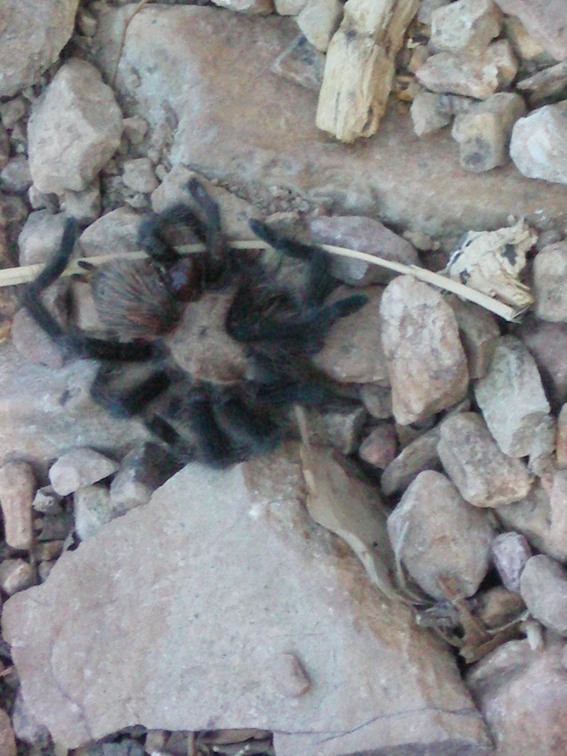 Trantula on The Lost Mine trail Big Bend NP