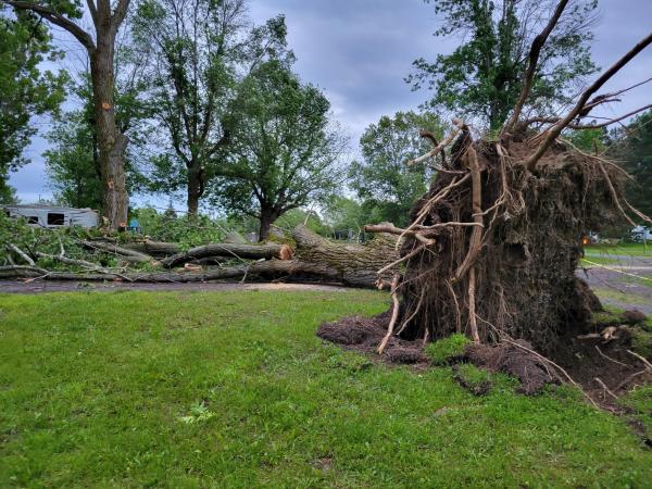 Tree Down