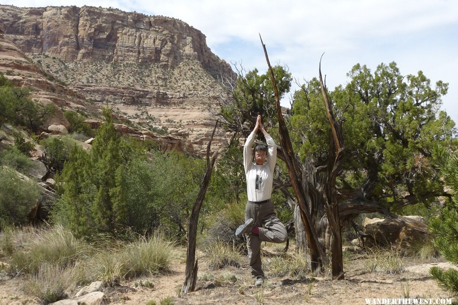 Tree Yoga