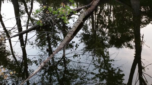 Trees across the fishing pond.