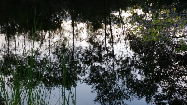 Trees reflecting on the water.