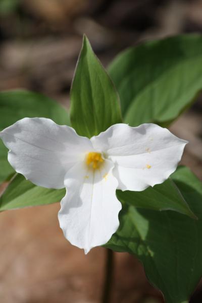 Trillium at Chain O' Lakes S.P. (May 2013)