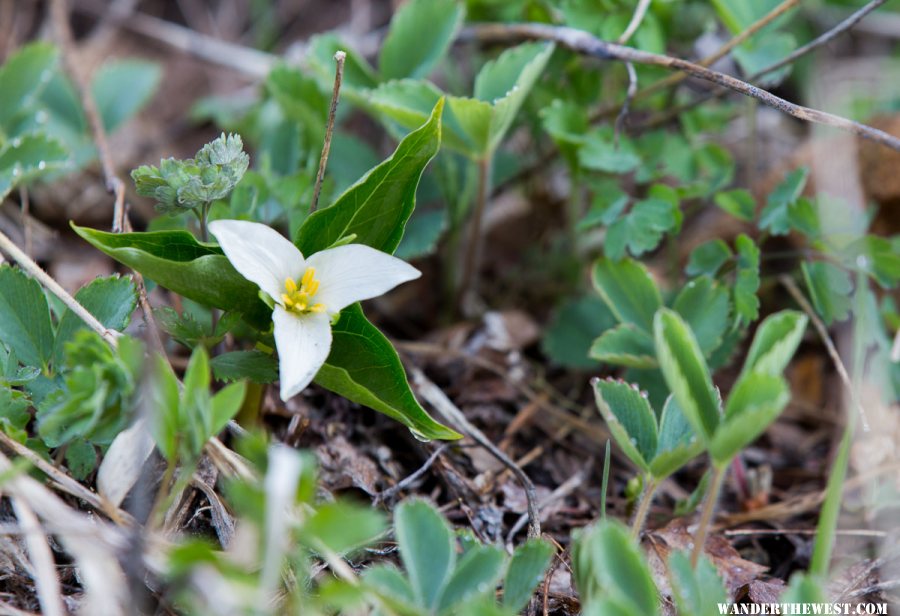 Trillium