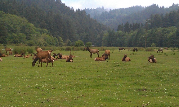 Tulle Elk in California 2012