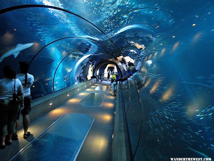 Tunnel inside the Oregon Coast Aquarium