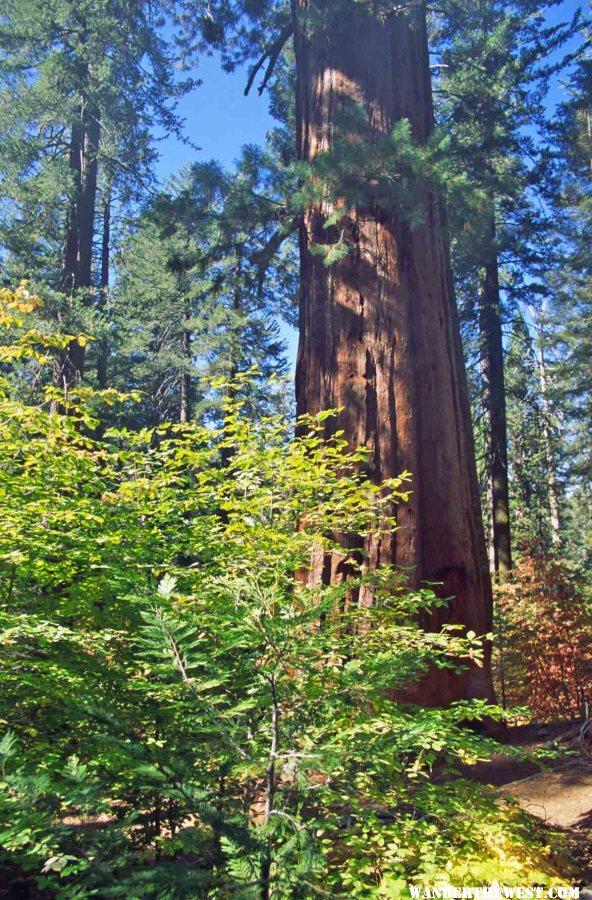 Tuolumne Grove Big Trees